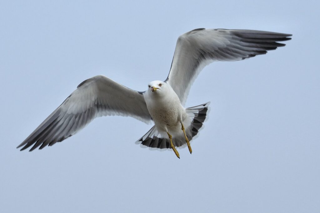 seagull flying